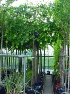 Leilinde (Tilia Vulgaris 'Pallida') -Tuinplanten Winkel 20101230140943 12