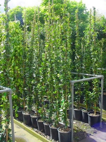 Toscaanse Jasmijn (Trachelospermum Jasminoides) 12 Toscaanse Jasmijn (Trachelospermum Jasminoides) - Afbeelding 10