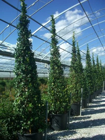 Toscaanse Jasmijn Als Piramide (Trachelospernum Jasminoides) 3 Toscaanse Jasmijn Als Piramide (Trachelospernum Jasminoides)