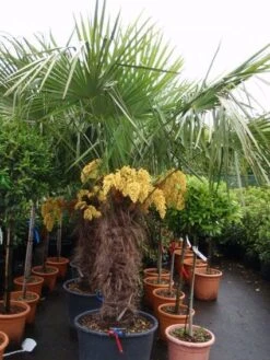 Winterharde Palm (Trachycarpus Fortunei) -Tuinplanten Winkel 20101231135147 14