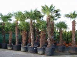 Winterharde Palm (Trachycarpus Fortunei) -Tuinplanten Winkel 20101231135206 14