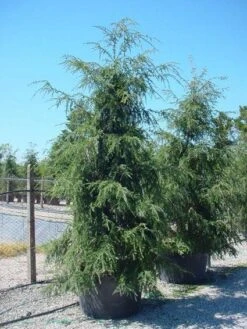 Hemlockspar (Tsuga Canadensis) 25 Hemlockspar (Tsuga Canadensis) -Tuinplanten Winkel 20101231140042 13