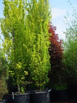 Goudiep (Ulmus Hollandica 'Wredei') 12 Goudiep (Ulmus Hollandica 'Wredei') -Tuinplanten Winkel 20101231140718 9