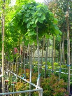 Treuriep (Ulmus Glabra 'Pendula') 9 Treuriep (Ulmus Glabra 'Pendula') -Tuinplanten Winkel 20101231141953 7