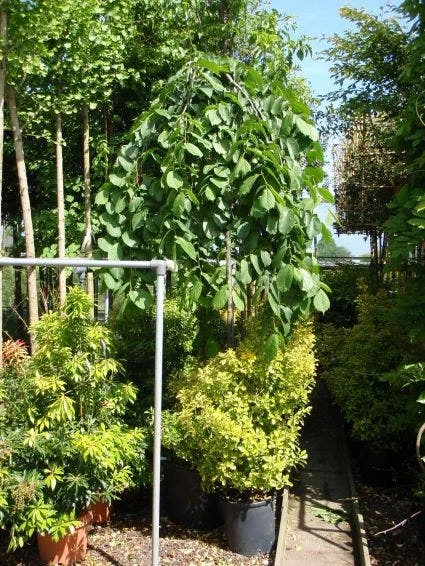 Treuriep (Ulmus Glabra 'Pendula') 3 Treuriep (Ulmus Glabra 'Pendula')