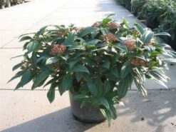 Sneeuwbal (Viburnum Davidii) -Tuinplanten Winkel 20101231142116 5