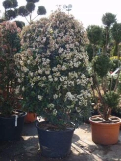 Groenblijvende Sneeuwbal (Viburnum Tinus) -Tuinplanten Winkel 20110102180634 50 10