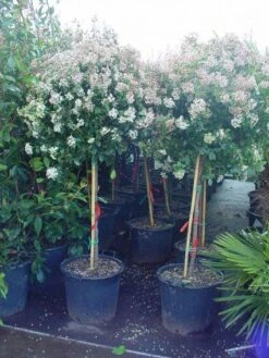 Sneeuwbal Op Stam (Viburnum Tinus 'Eve Price') -Tuinplanten Winkel 20110102183216 4