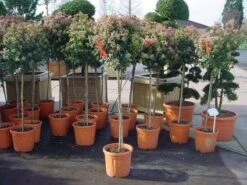 Sneeuwbal Op Stam (Viburnum Tinus 'Eve Price') -Tuinplanten Winkel 20110102183229 4