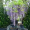 Blauwe Regen Als Boom (Wisteria Sinensis 'Prolific') -Tuinplanten Winkel 20110103101631 6