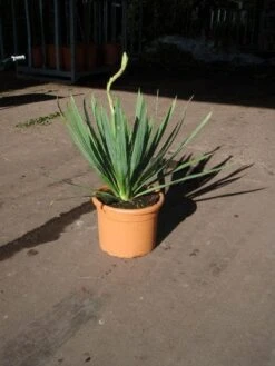 Palmlelie (Yucca Filamentosa) -Tuinplanten Winkel 20110103114310 3