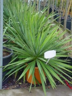 Palmlelie (Yucca Filamentosa) -Tuinplanten Winkel 20110103114332 3