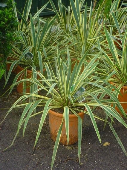 Palmlelie (Yucca Filamentosa 'Bright Edge' ) 4 Palmlelie (Yucca Filamentosa 'Bright Edge' ) - Afbeelding 2