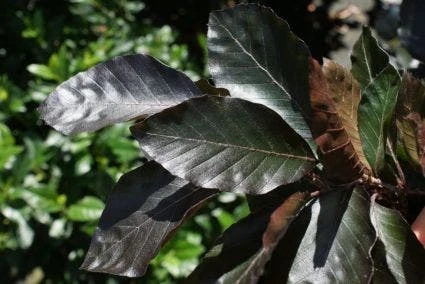 Rode Beuk Als Leiboom (Fagus Sylvatica 'Atropurpurea') 4 Rode Beuk Als Leiboom (Fagus Sylvatica 'Atropurpurea') - Afbeelding 2