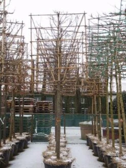 Sierappel Als Leiboom (Malus 'Red Sentinel') 9 Sierappel Als Leiboom (Malus 'Red Sentinel') -Tuinplanten Winkel 20110105105309 5