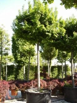 Haagbeuk Als Dakboom (Carpinus Betulus) 5 Haagbeuk Als Dakboom (Carpinus Betulus) -Tuinplanten Winkel 20110131134421 4