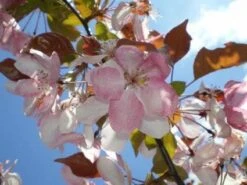 Sierappel Als Leiboom (Malus 'Rudolf') 9 Sierappel Als Leiboom (Malus 'Rudolf') -Tuinplanten Winkel 20110201105708 3