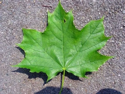 Noorse Esdoorn (Acer Platanoides) 4 Noorse Esdoorn (Acer Platanoides) - Afbeelding 2