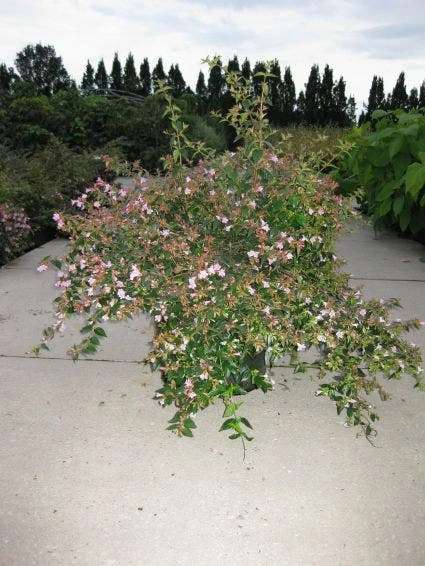 Abelia (Abelia Grandiflora 'Edward Goucher') 4 Abelia (Abelia Grandiflora 'Edward Goucher') - Afbeelding 2