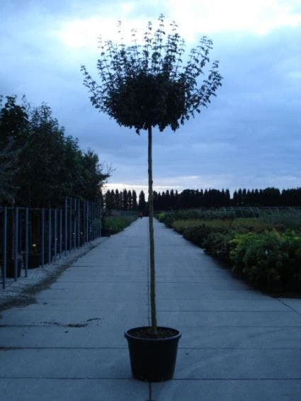 Bonte Bolesdoorn (Acer Pseudoplatanus 'Brilliantissimum') 3 Bonte Bolesdoorn (Acer Pseudoplatanus 'Brilliantissimum')