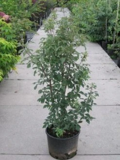 Papieresdoorn (Acer Griseum) -Tuinplanten Winkel 20110214171303 5