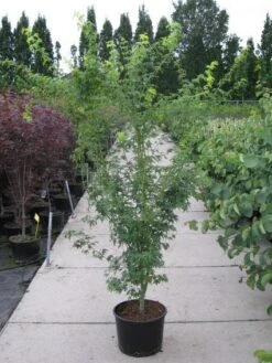 Japanse Esdoorn (Acer Palmatum 'Aoyagi') -Tuinplanten Winkel 20110215150938 4