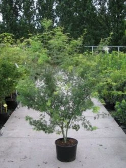 Japanse Esdoorn (Acer Palmatum 'Seiryu') -Tuinplanten Winkel 20110215152040 6