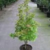 Japanse Esdoorn (Acer Shirasawanum 'Aureum') -Tuinplanten Winkel 20110215152843 8