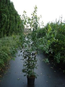 Esdoorn (Acer Tataricum 'Ginnala') 5 Esdoorn (Acer Tataricum 'Ginnala') -Tuinplanten Winkel 20110215153548 5