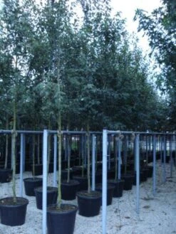 Krentenboom (Amelanchier Arborea 'Robin Hill') -Tuinplanten Winkel 20110215154853 10