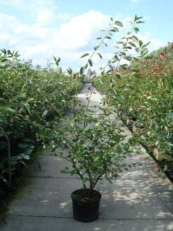 Krentenboom Als Struik (Amelanchier Lamarckii) 26 Krentenboom Als Struik (Amelanchier Lamarckii) -Tuinplanten Winkel 20110215155125 13