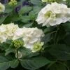 Hortensia (Hydrangea 'Endless Summer The Bride') -Tuinplanten Winkel 20110622190216 2
