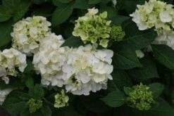 Hortensia (Hydrangea 'Endless Summer The Bride') 8 Hortensia (Hydrangea 'Endless Summer The Bride') -Tuinplanten Winkel 20110622190237 2