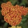 Duizendblad (Achillea Millefolium 'Walther Funcke') -Tuinplanten Winkel 20110701084637 1
