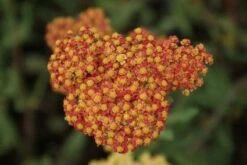 Duizendblad (Achillea Millefolium 'Walther Funcke')