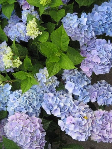 Hortensia (Hydrangea Macrophylla 'Nikko Blue') 5 Hortensia (Hydrangea Macrophylla 'Nikko Blue') - Afbeelding 3