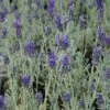 Lavendel (Lavandula 'Richard Gray') -Tuinplanten Winkel 20110701132526 1