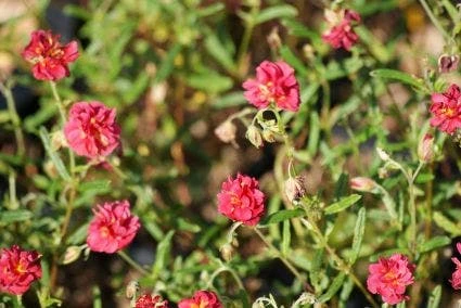 Zonneroosje (Helianthemum 'Cerise Queen') 4 Zonneroosje (Helianthemum 'Cerise Queen') - Afbeelding 2