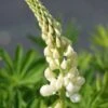 Lupine (Lupinus 'Gallery White') -Tuinplanten Winkel 20110701161305 1