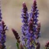 Salie (Salvia Nemorosa 'Blauhugel') -Tuinplanten Winkel 20110701162322 1