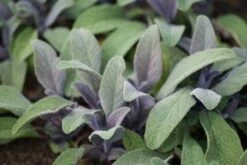 Salie (Salvia Officinalis 'Purpurascens')