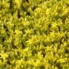 Muurpeper (Sedum Acre)