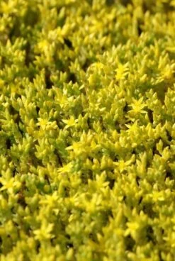 Muurpeper (Sedum Acre)
