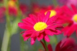 Wormkruid (Tanacetum Coccineum 'Robinson's Red')