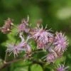 Akeleiruit (Thalictrum Aquilegifolium) -Tuinplanten Winkel 20110701164124 1