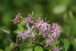 Akeleiruit (Thalictrum Aquilegifolium)