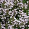 Echte Tijm (Thymus Vulgaris) 1 Echte Tijm (Thymus Vulgaris) -Tuinplanten Winkel 20110701164510 1