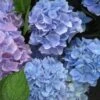 Hortensia (Hydrangea 'Endless Summer' Blauw) -Tuinplanten Winkel 20110702112219 2