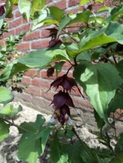 Fazantenbes (Leycesteria Formosa 'Purple Rain') -Tuinplanten Winkel 20110709132428 2