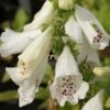 Vingerhoedskruid (Digitalis Purpurea 'Alba') 2 Vingerhoedskruid (Digitalis Purpurea 'Alba') -Tuinplanten Winkel 20110709171541 1